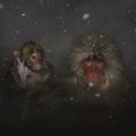 Jigokudani - Macaca fuscata